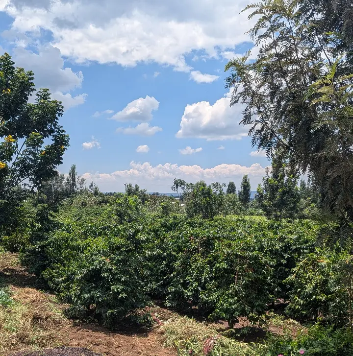 Coffee shrubs at a Kenyan coffee farm growing under the shade of large trees, highlighting the farmers' approach to shading coffee plants for sustainable cultivation.